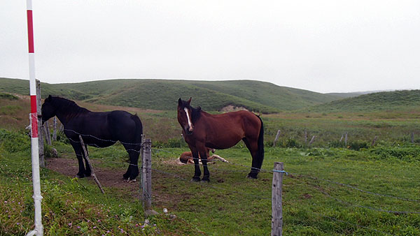 途中で見かけた馬